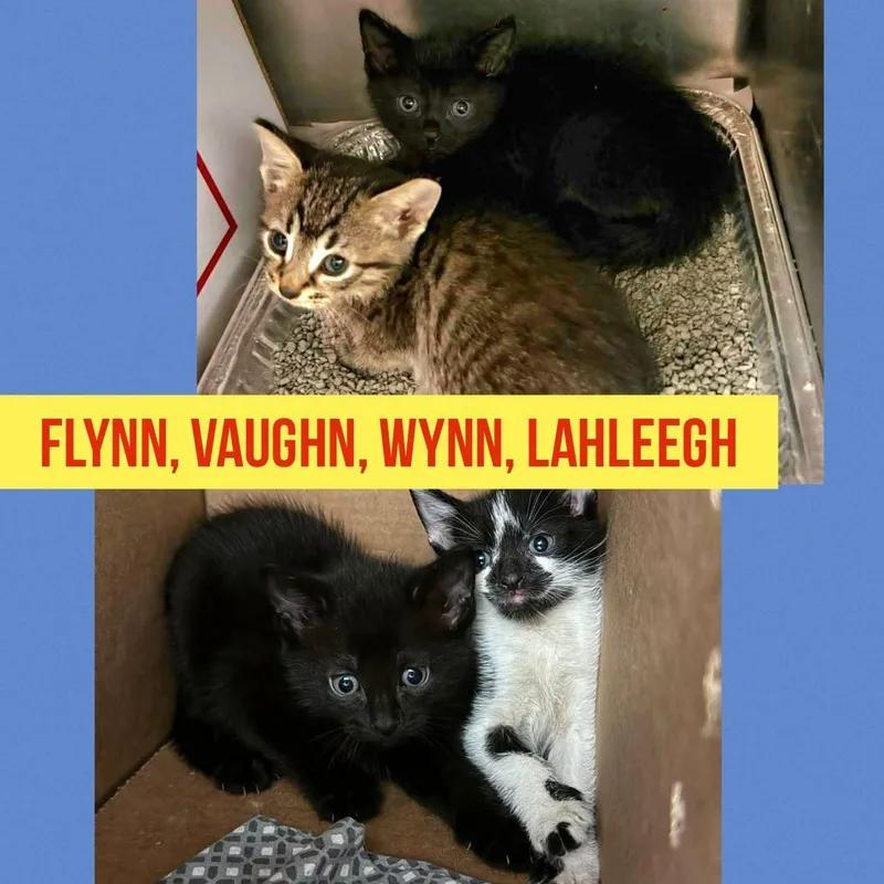 Vaughn thumbnail 2