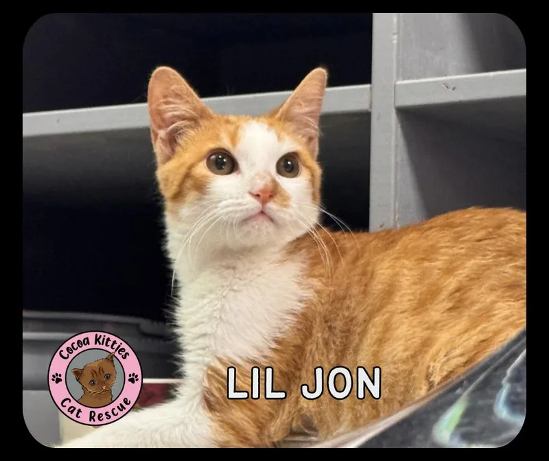 A baby small-sized male Domestic Short Hair cat named Lil Jon for adoption in Hershey, PA