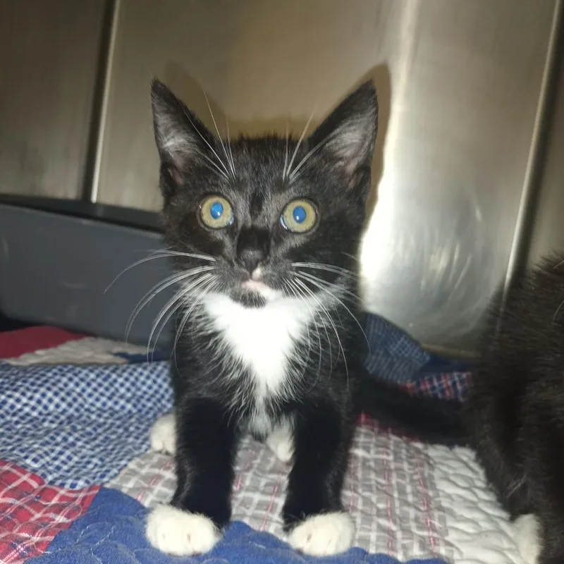 A baby small-sized male Black Domestic Short Hair cat named Falcon for adoption in Valley, AL