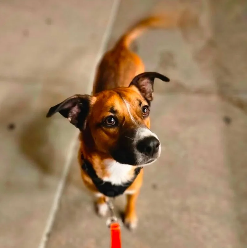 A young medium-sized male Brown / Chocolate Shepherd dog named Barkley for adoption in New York, NY