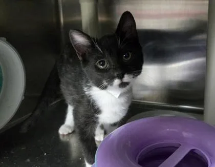 A young small-sized female Domestic Short Hair cat named a Sophie for adoption in North Charleston, SC