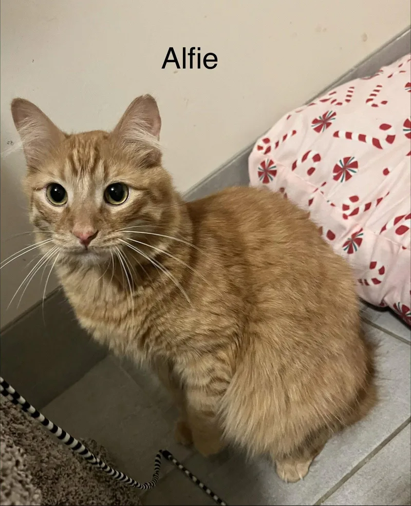 Alfie