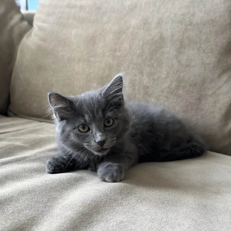 A baby medium-sized male Gray / Blue / Silver Domestic Short Hair cat named Rockstar Energy for adoption in Richmond, VA