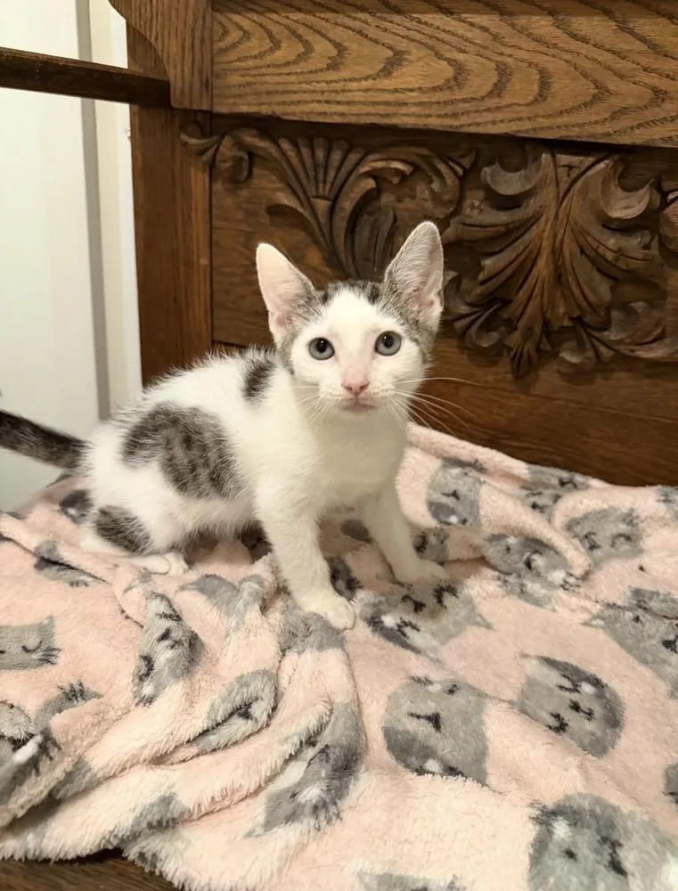 A baby small-sized male White Domestic Short Hair cat named Inman for adoption in Marietta, GA