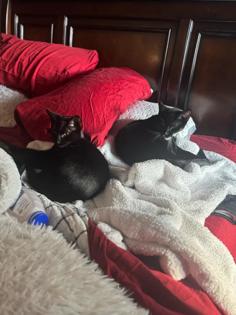 A young small-sized male Domestic Short Hair cat named Loofy for adoption in Vacaville, CA