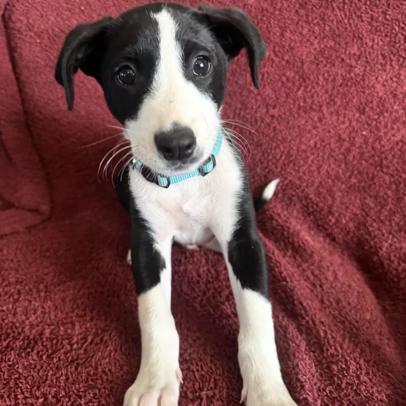 A baby medium-sized male Black Mixed Breed dog named Biscuit for adoption in Pelham, NH