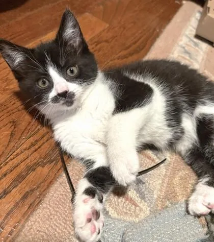 A baby small-sized female Domestic Short Hair cat named Dora for adoption in Quakertown, PA