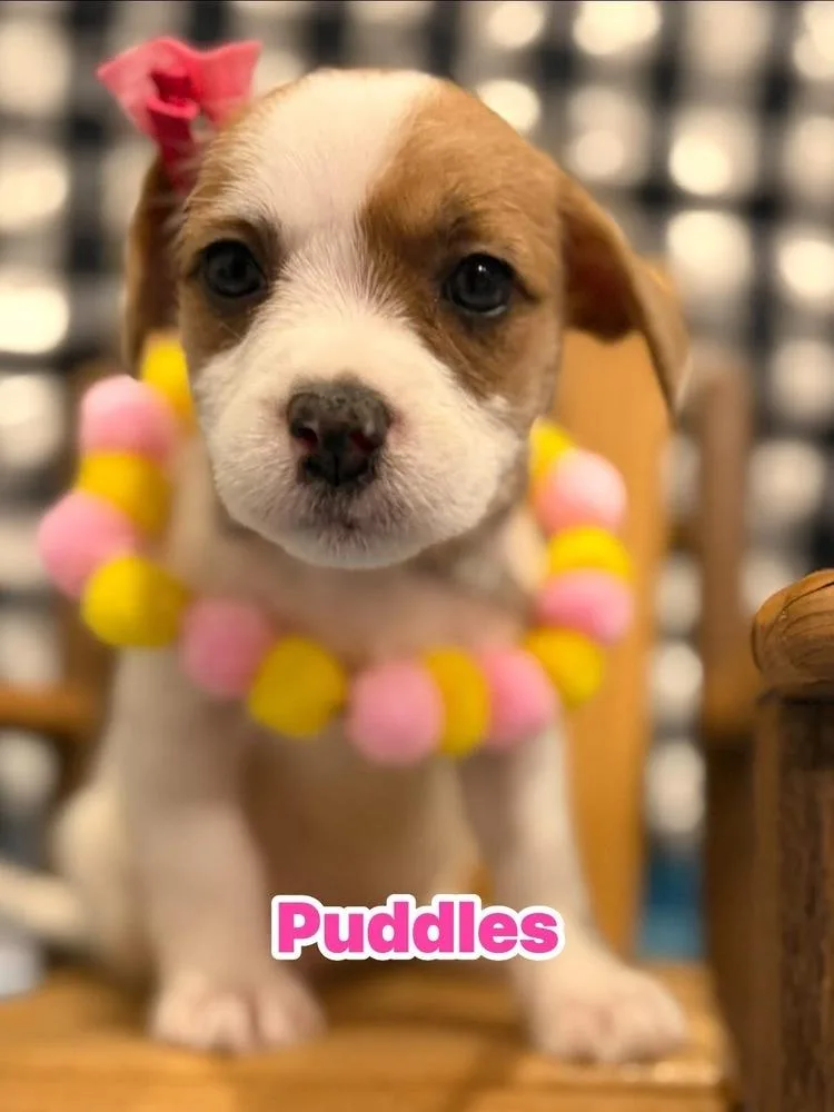 A baby small-sized female Tricolor (Brown, Black, & White) Shih Tzu dog named Puddles for adoption in Scranton, PA