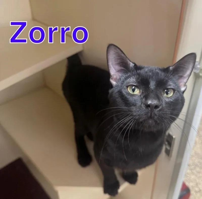 Zorro thumbnail 2