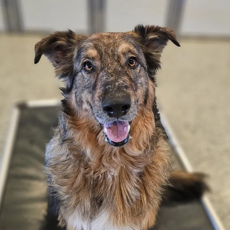An adult large-sized female Brindle Australian Shepherd dog named Mimosa for adoption in The Colony, TX