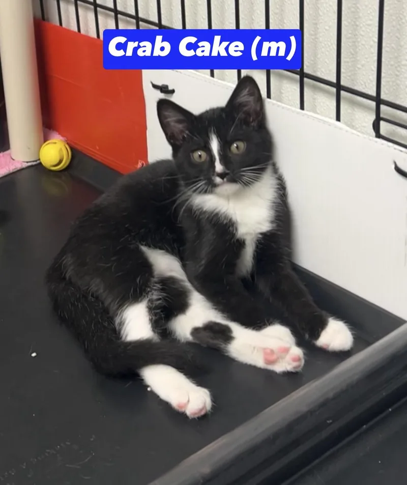 Crab Cake thumbnail 2