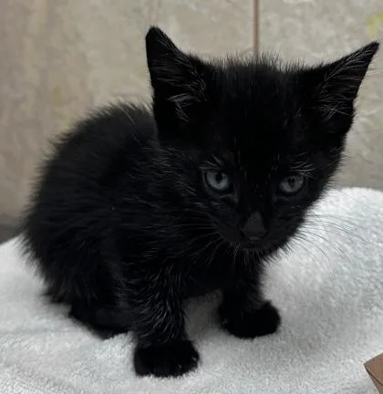 A baby small-sized female Domestic Short Hair cat named Hippo for adoption in Honolulu, HI