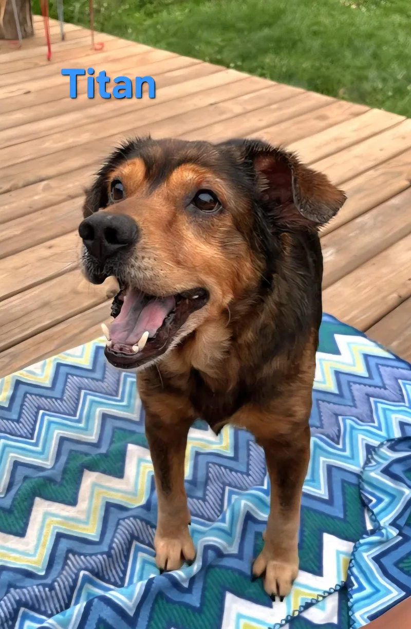 An adult medium-sized male Hound dog named Titian for adoption in Clinton, MO