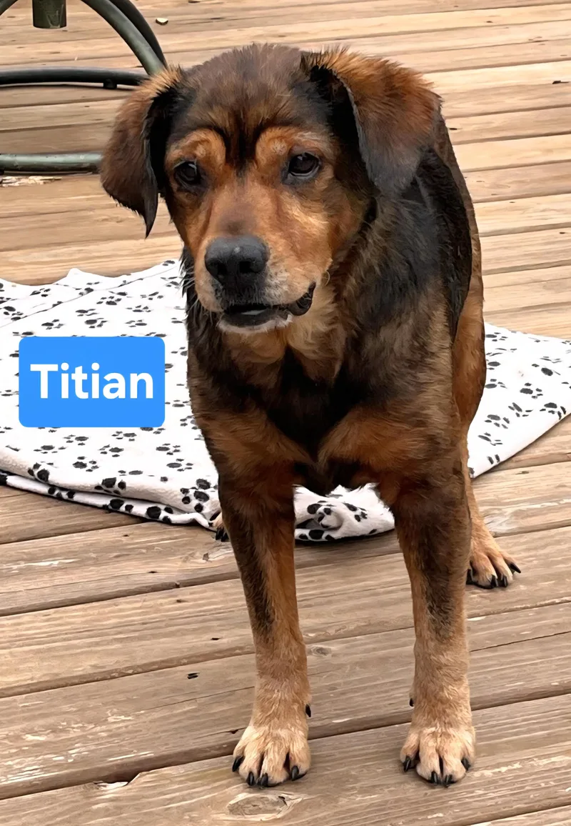 Titian thumbnail 2