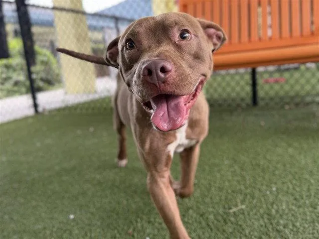 A young medium-sized male American Staffordshire Terrier dog named Hamilton for adoption in Tavares, FL