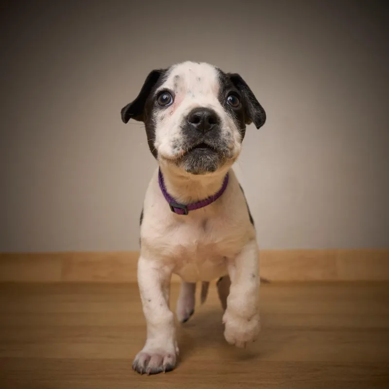 Skittle D thumbnail 2