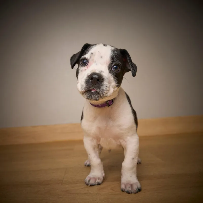 Skittle D thumbnail 3