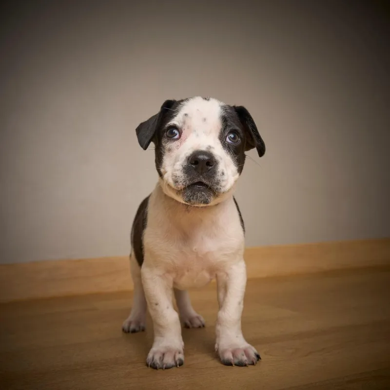 Skittle D thumbnail 4