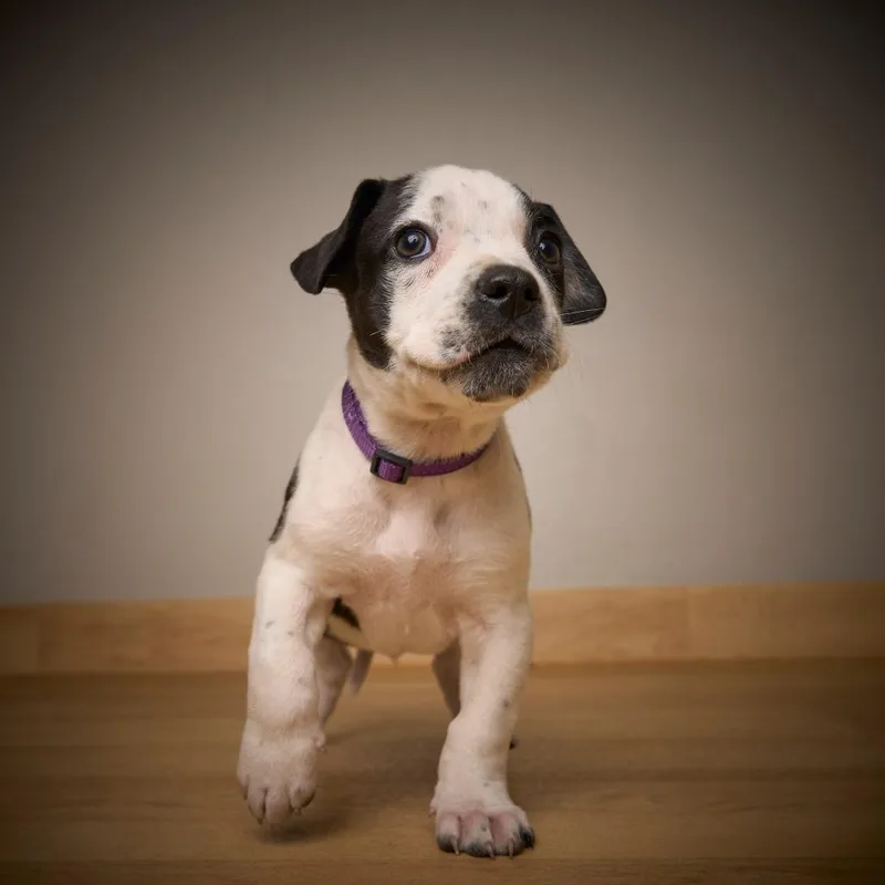 Skittle D thumbnail 5