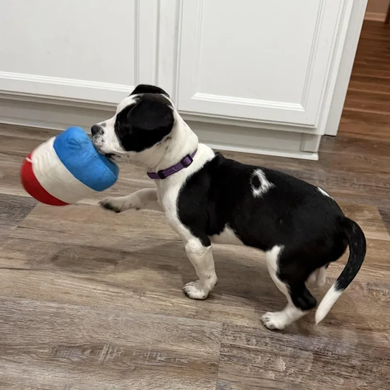 Skittle D thumbnail 6