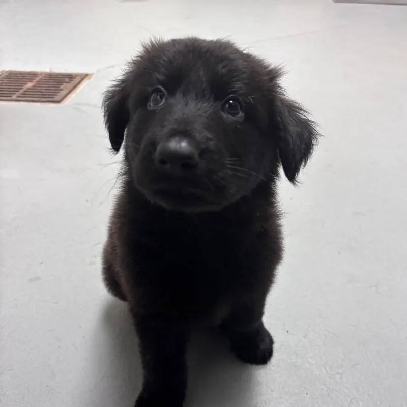 A baby medium-sized female Black Mixed Breed dog named strayFloydRoad for adoption in Columbus, GA