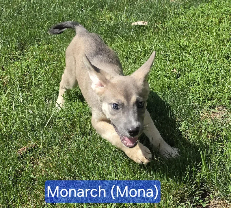 A baby medium-sized female Collie dog named Mona for adoption in Marine City, MI