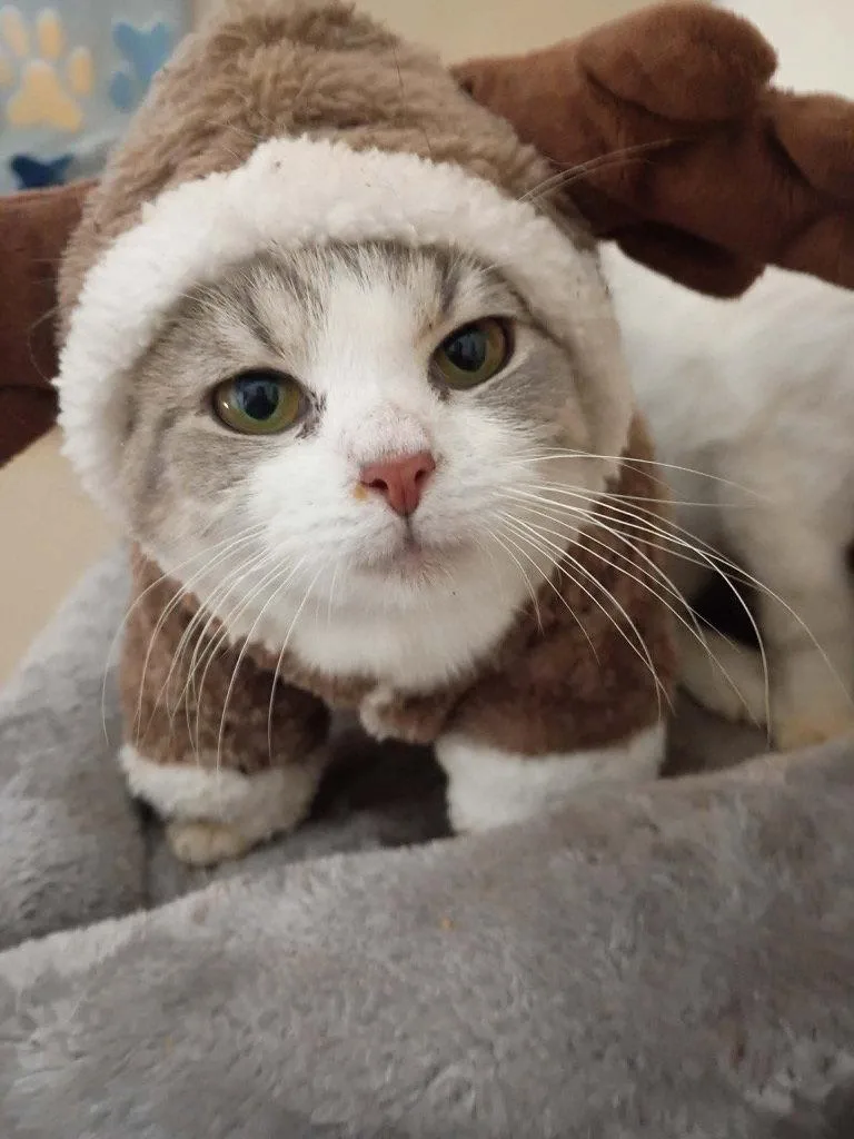 A young medium-sized female Domestic Short Hair cat named Verruca Salt for adoption in Cromwell, KY