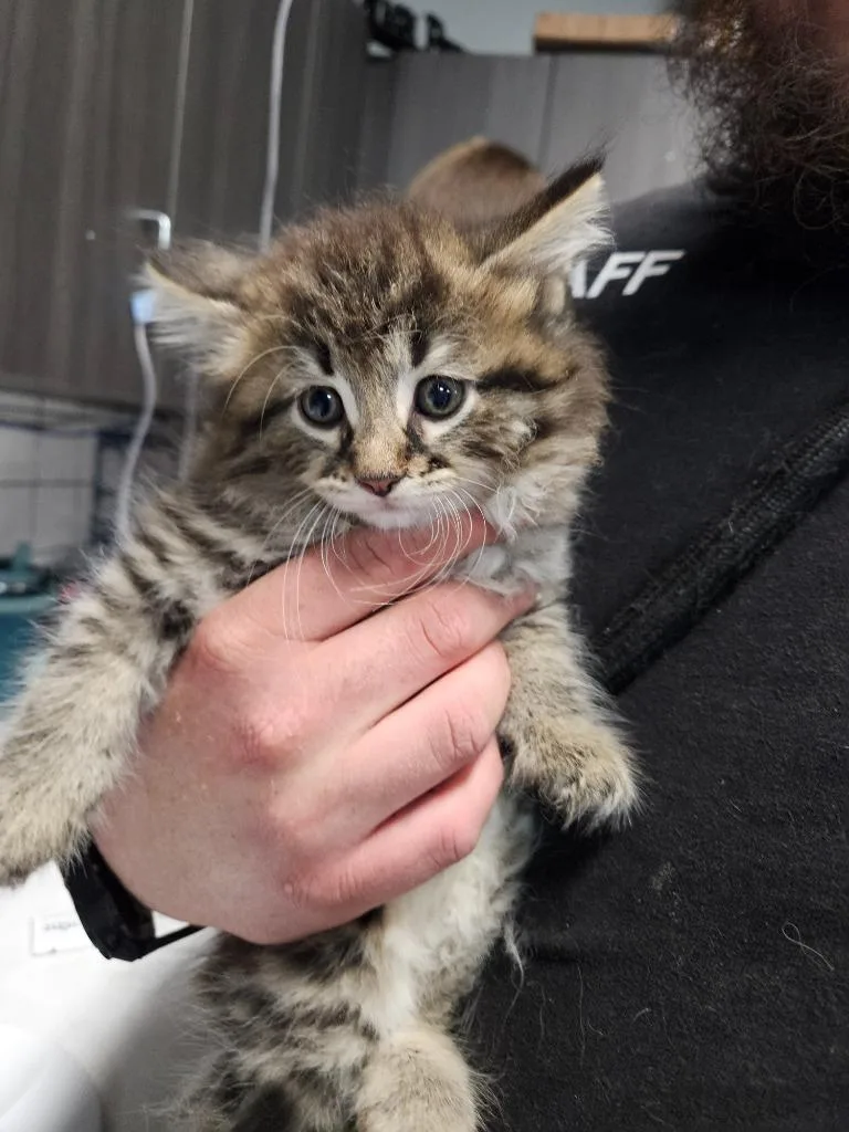 A baby medium-sized male Domestic Short Hair cat named Bob for adoption in Huntington, IN
