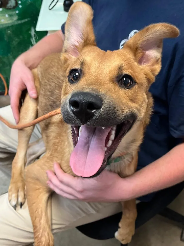 A young medium-sized male Belgian Shepherd / Sheepdog dog named Blue for adoption in New Braunfels, TX