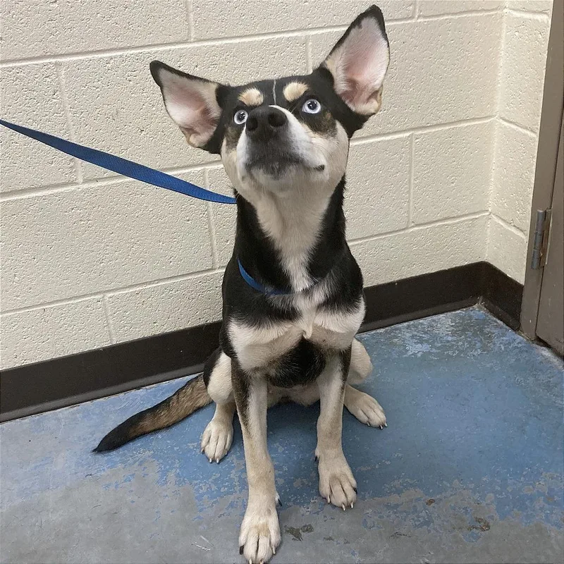 A young medium-sized female Yellow / Tan / Blond / Fawn Mixed Breed dog named Buttercup for adoption in Memphis, TN