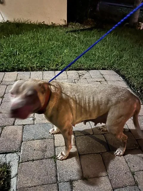 An adult large-sized female American Bulldog dog named Lady for adoption in Miami, FL