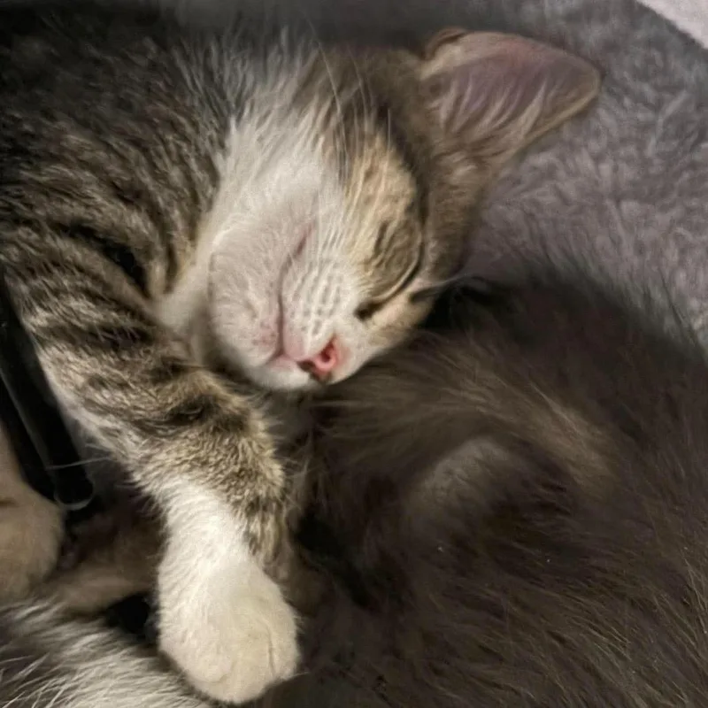A baby small-sized male Brown / Chocolate Domestic Short Hair cat named French Vanilla Storesund for adoption in Eagle Mountain, UT