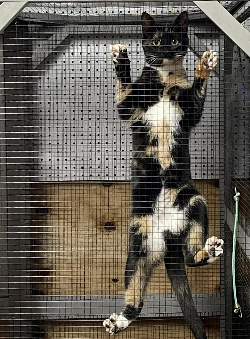 Shelly Belle thumbnail 2