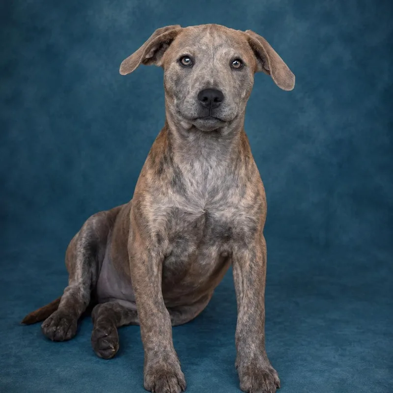 A baby large-sized female Brindle Pit Bull Terrier dog named Tiger Lily for adoption in Heber Springs, AR