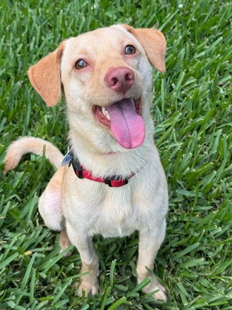 An adult small-sized male Brown / Chocolate Spaniel dog named Donny Ziggy for adoption in Saugus, MA