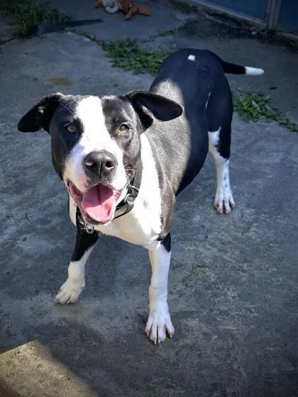 Mr. Bojangles thumbnail 2