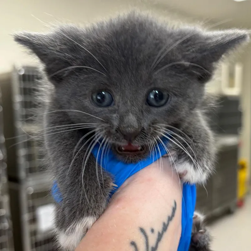 A baby small-sized female Gray / Blue / Silver Domestic Short Hair cat named Saturn for adoption in Indianapolis, IN