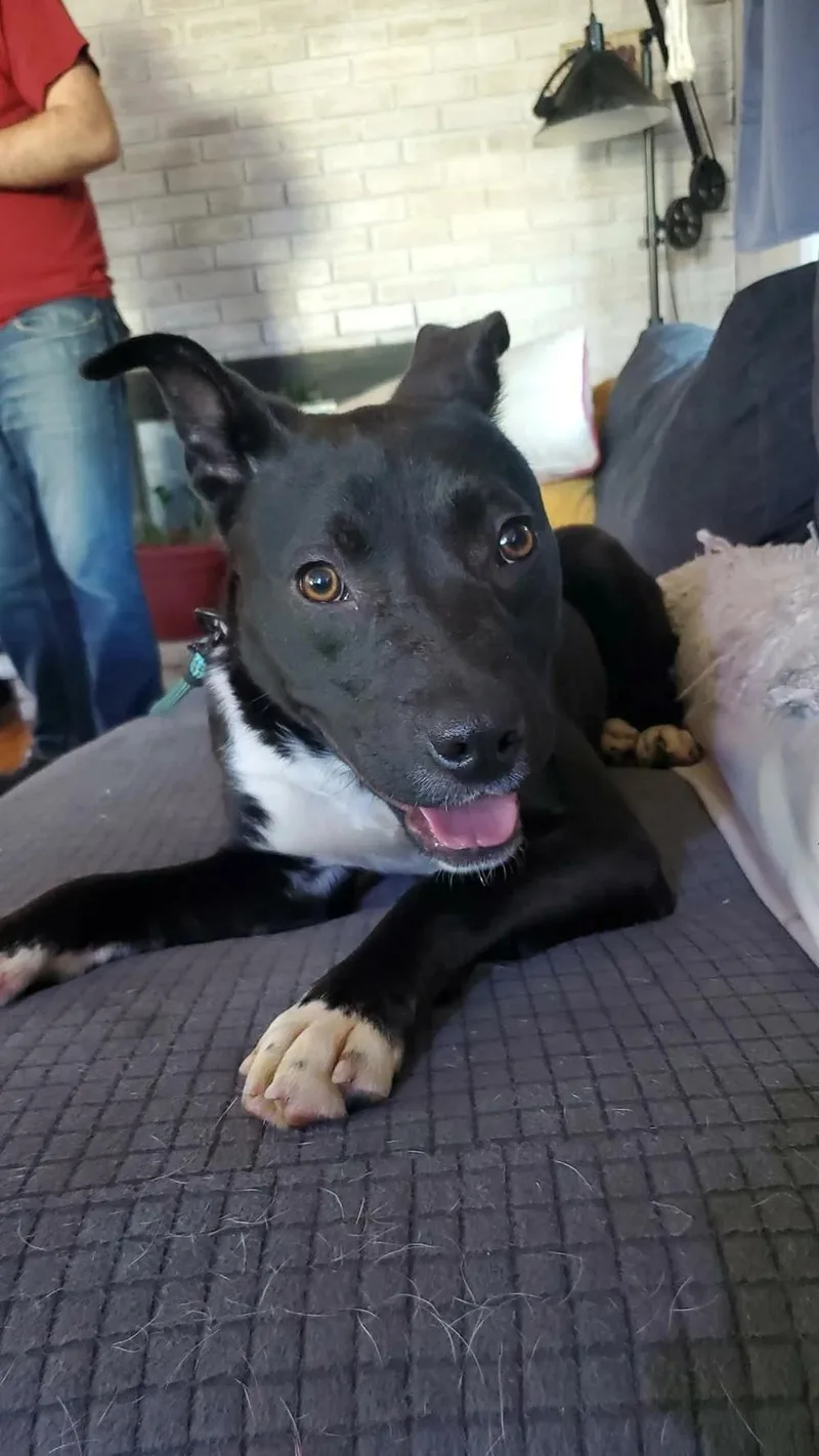 A young medium-sized male Black Pit Bull Terrier dog named Benny  Fka Kader for adoption in Minneapolis, MN