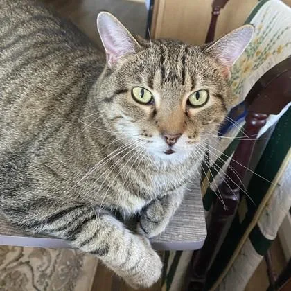 A senior small-sized male Domestic Short Hair cat named Grayson for adoption in Wheaton, IL