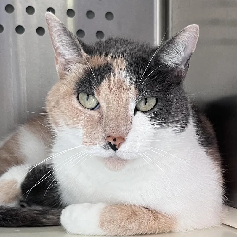 An adult medium-sized female Calico Domestic Short Hair cat named Fuego for adoption in Washburn, MO