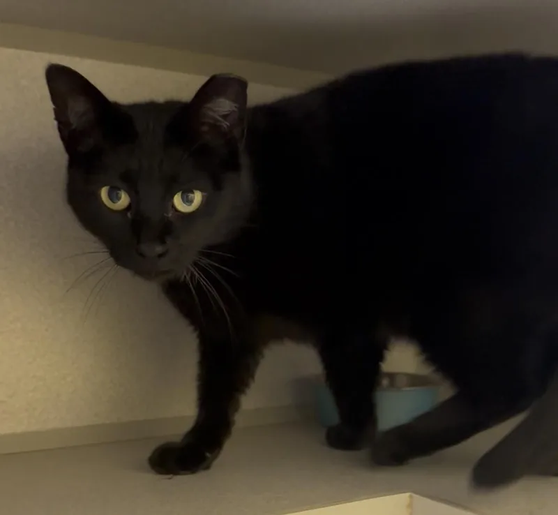 Artemis