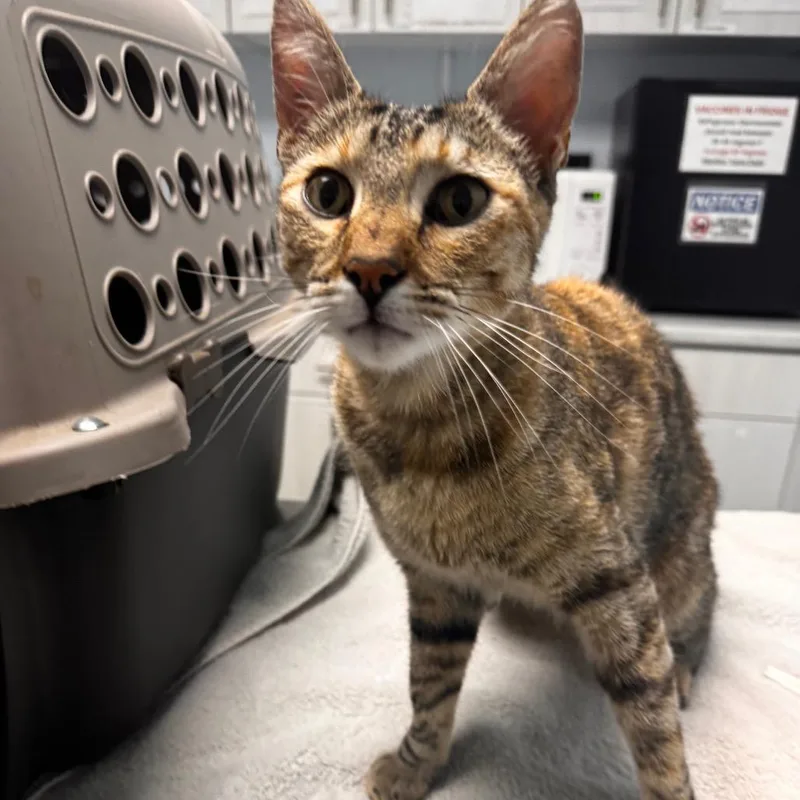 An adult medium-sized female Brown / Chocolate Domestic Short Hair cat named Nora for adoption in Riverside, CA