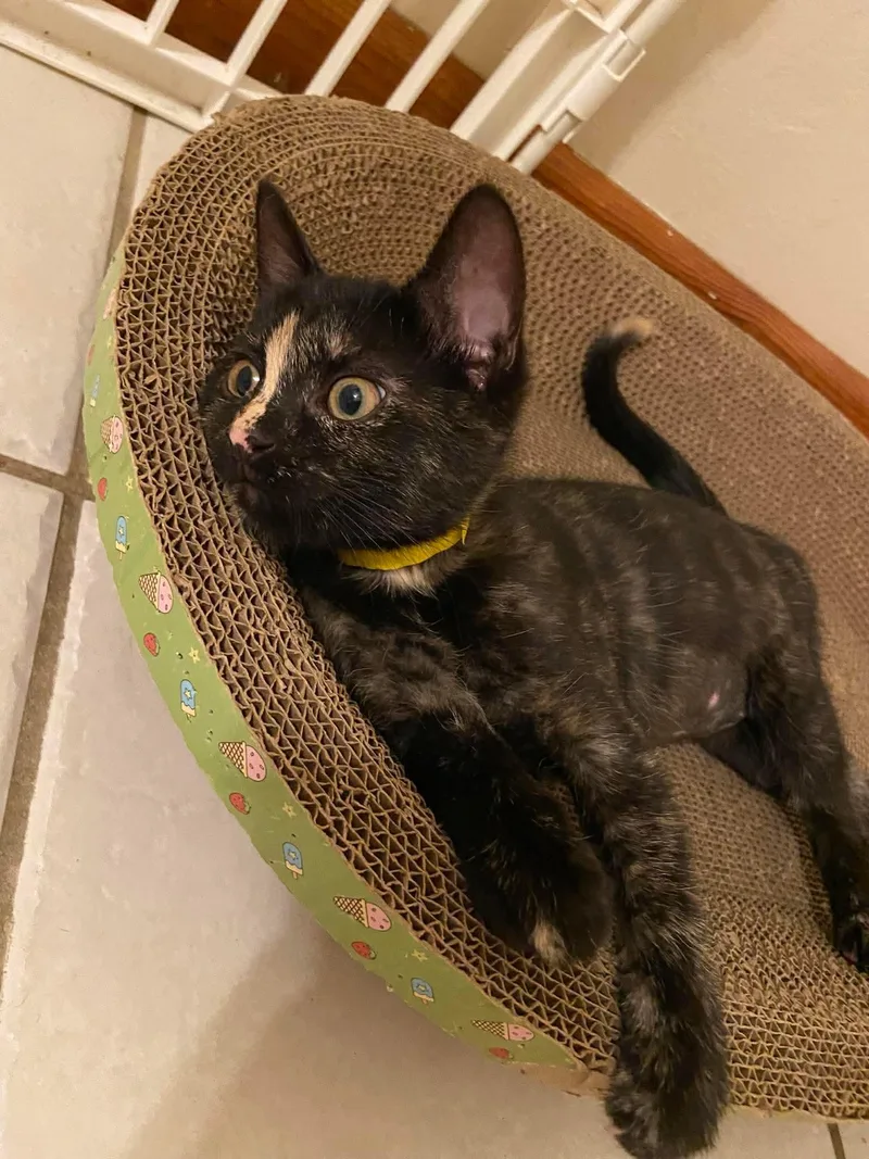 A young medium-sized female Tortoiseshell Domestic Short Hair cat named Skunk for adoption in Belchertown, MA