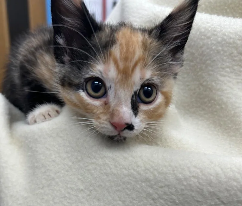A baby small-sized female Domestic Short Hair cat named Stephanie for adoption in Hartsville, SC