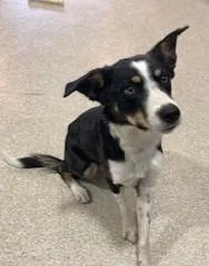 Wyatt Earp thumbnail 2