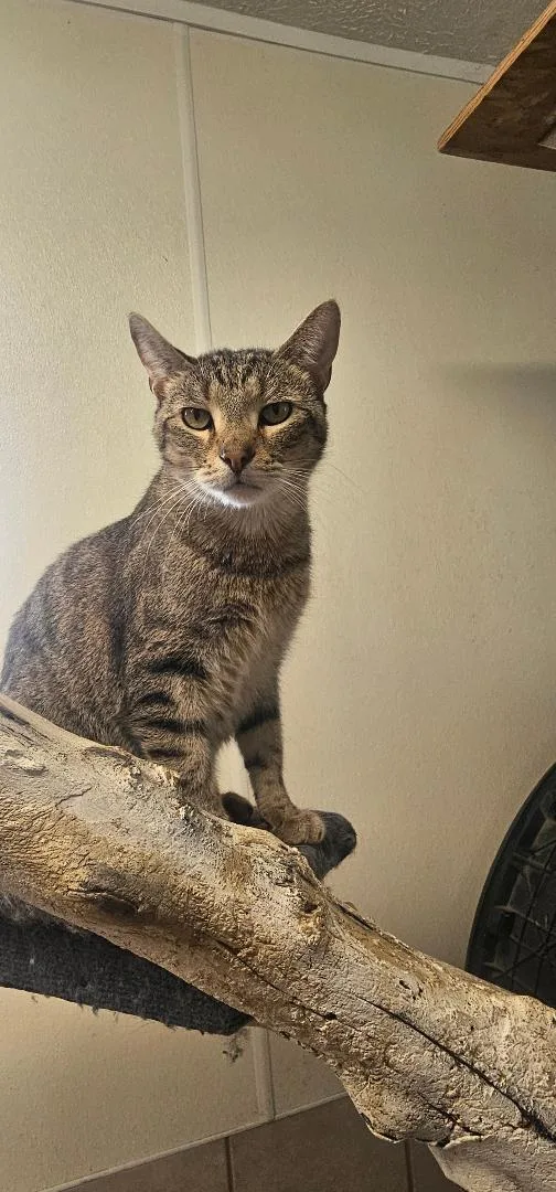 A young medium-sized female Domestic Short Hair cat named Sundae for adoption in Du Quoin, IL
