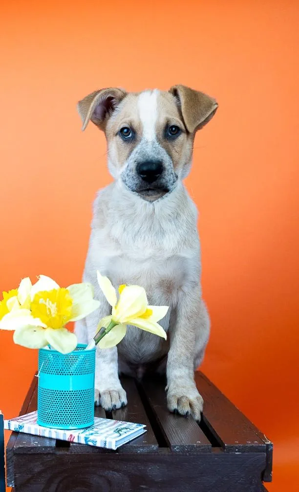 A baby medium-sized male Australian Cattle Dog / Blue Heeler dog named 671-26 for adoption in Brighton, CO