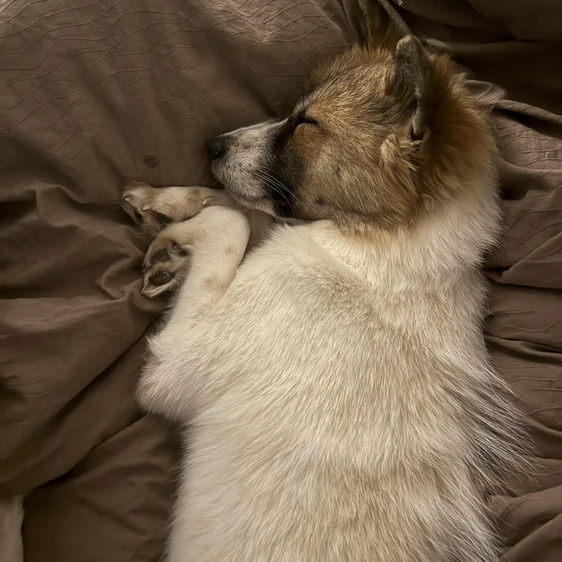 A young small-sized male Tricolor (Brown, Black, & White) Jindo dog named Kuma for adoption in San Diego, CA