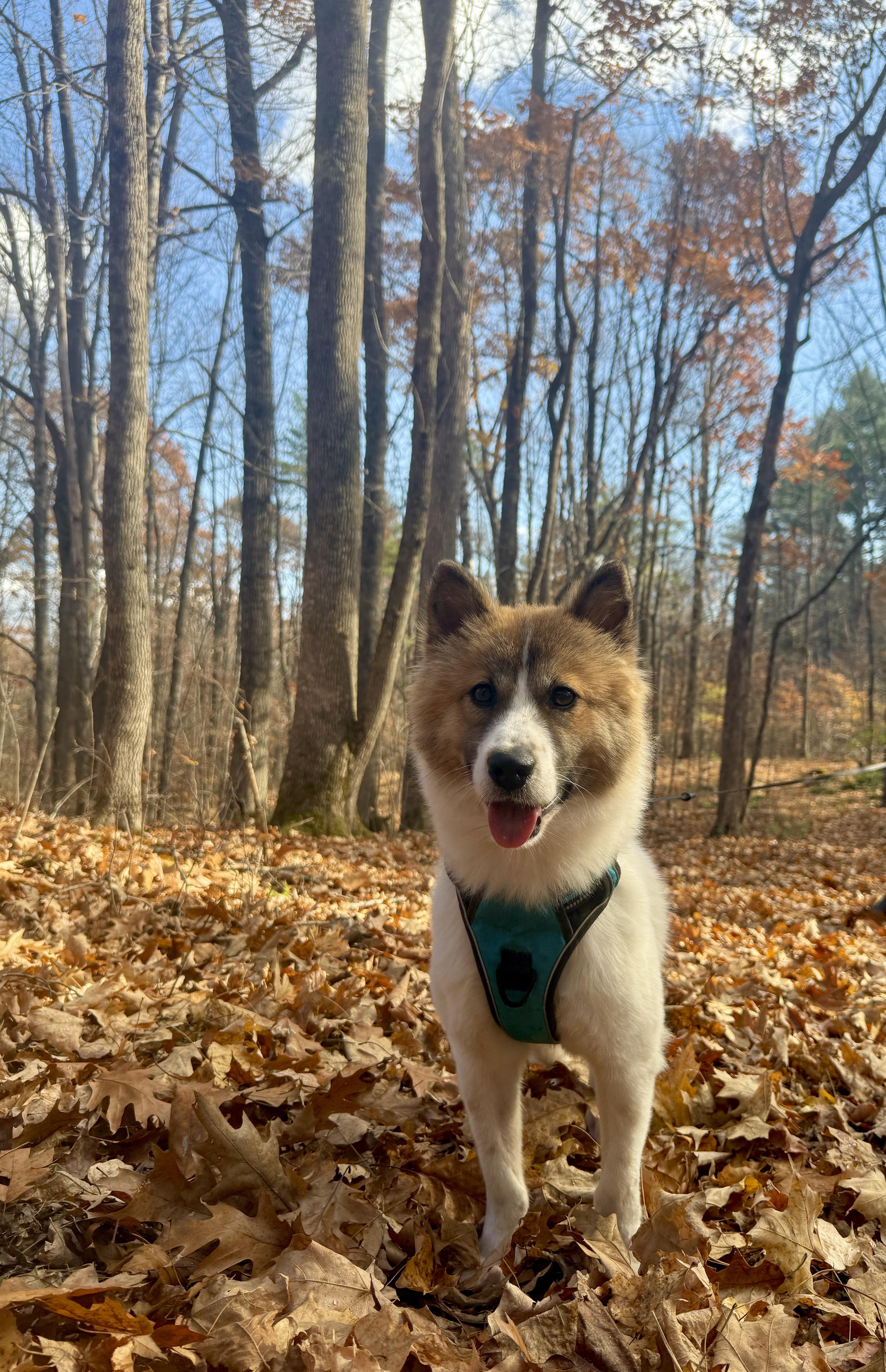 Kuma thumbnail 2