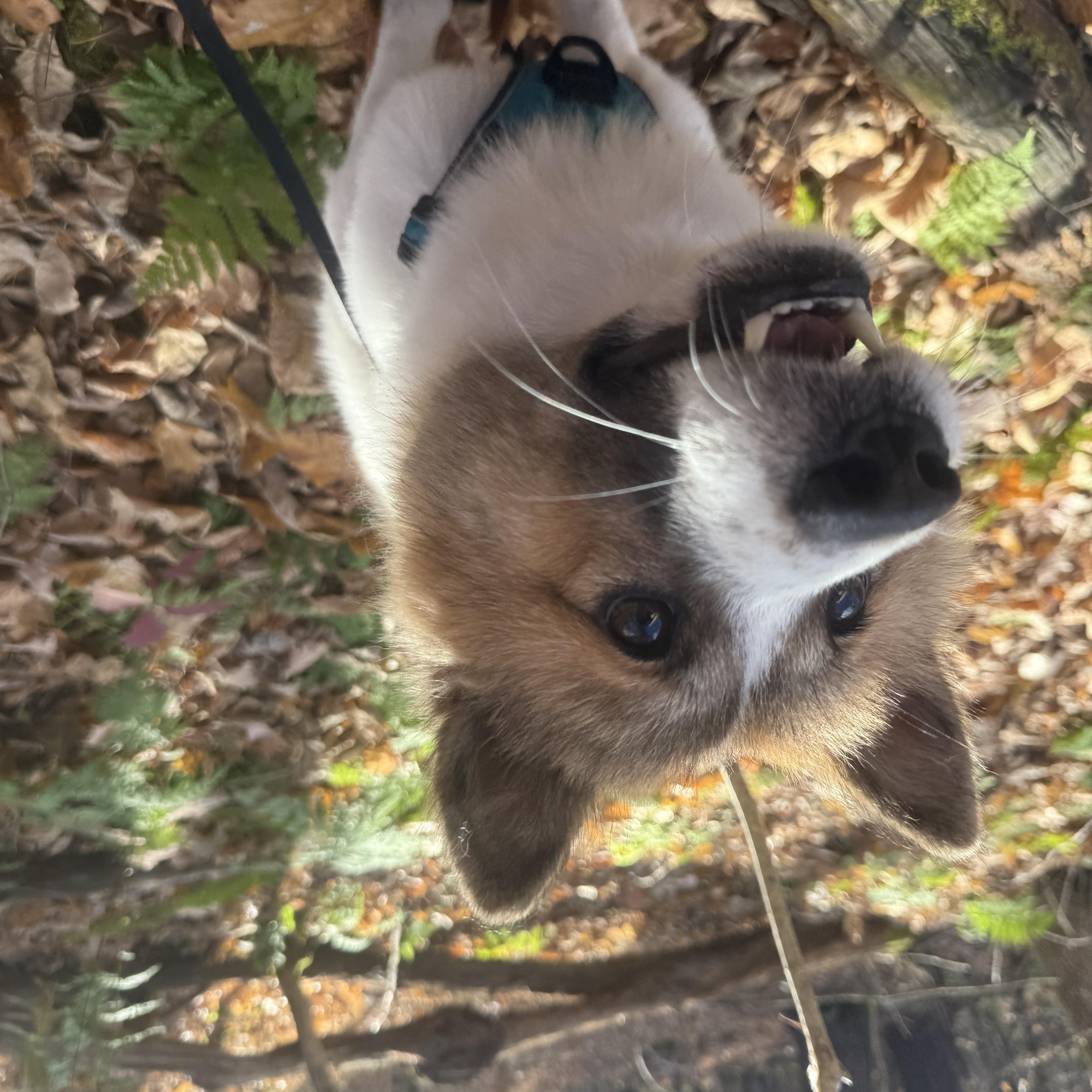 Kuma thumbnail 3